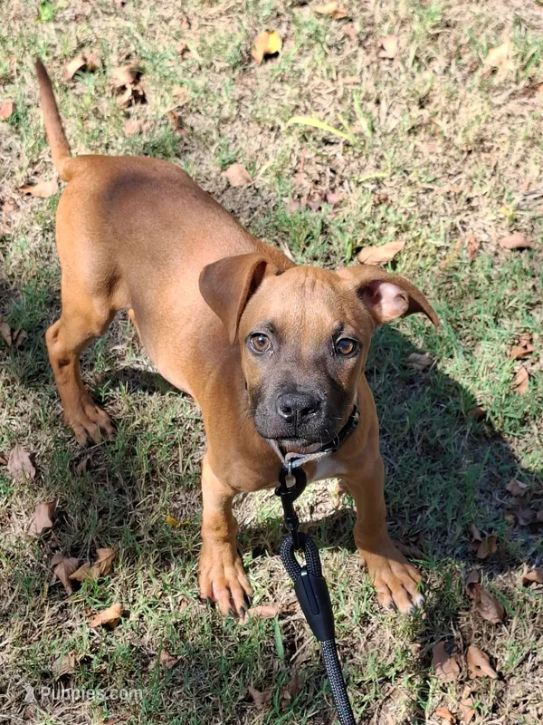🦴 Crybaby 😭 – American Pit Bull Terrier puppy for sale in Ovilla, TX