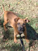 🦴 Crybaby 😭, a female American Pit Bull Terrier for sale in Ovilla, TX – 1 of 5