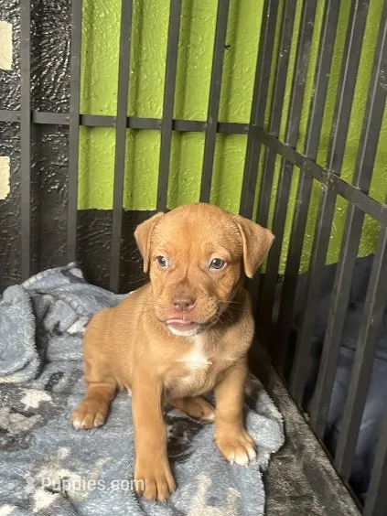 🧁 Cupcake 🐶 – American Bully, American Pit Bull Terrier puppy for sale in Ovilla, TX