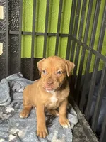🧁 Cupcake 🐶, a female American Bully and American Pit Bull Terrier for sale in Ovilla, TX – 1 of 2