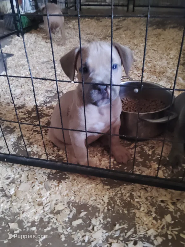🐶 Sandman 🐕 – American Bully, American Pit Bull Terrier puppy for sale in Ovilla, TX