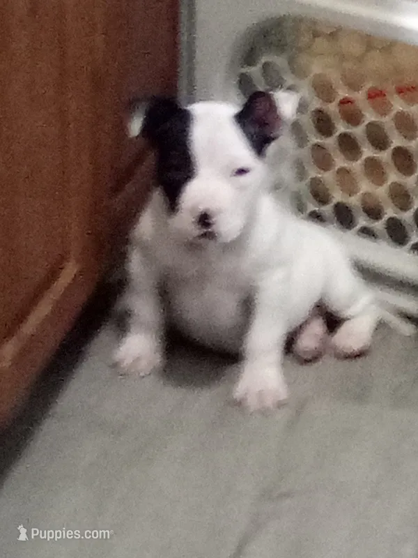 💪 King Hercules 👑 🐾