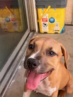 🐶 Hartly ❤️, a female American Pit Bull Terrier for sale in Ovilla, TX – 2 of 5
