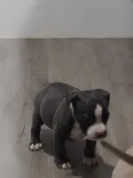 🩵 Blue Ivy 🐶, a female American Bully and American Pit Bull Terrier for sale in Ovilla, TX – 3 of 4