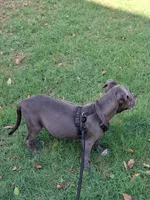 🐕Freiza 🫯, a male American Pit Bull Terrier for sale in Ovilla, TX – 6 of 6