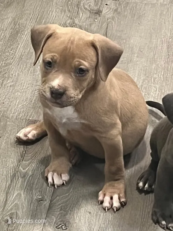 🎲 Ace Boogie 🐶 – American Bully, American Pit Bull Terrier puppy for sale in Ovilla, TX