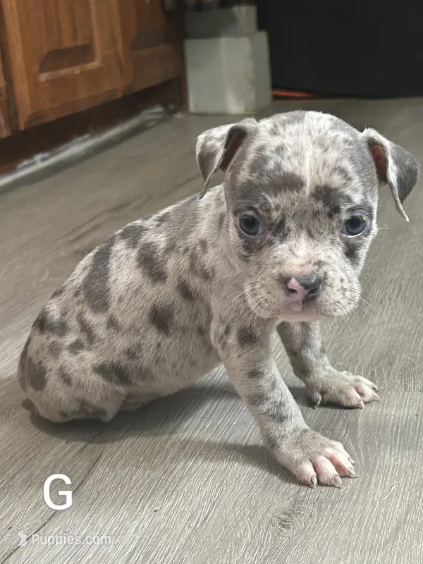🐶 Delilah 🦴 – American Bulldog, American Bully puppy for sale in Ovilla, TX