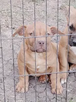 🟥 Redman  🐾, a male American Bully and American Pit Bull Terrier for sale in Ovilla, TX – Photo 1 of 3