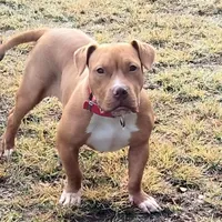 🛡️ Redman Maxim ⚔️, a male American Bully and American Pit Bull Terrier for sale in Ovilla, TX – Photo 3 of 7