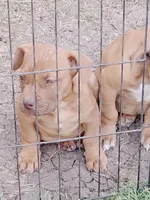 🟥 Redman  🐾, a male American Bully and American Pit Bull Terrier for sale in Ovilla, TX – Photo 2 of 3