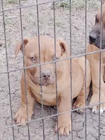 🟥 Redman  🐾, a male American Bully and American Pit Bull Terrier for sale in Ovilla, TX – Photo 3 of 3