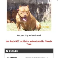 🛡️ Redman Maxim ⚔️, a male American Bully and American Pit Bull Terrier for sale in Ovilla, TX – Photo 5 of 7