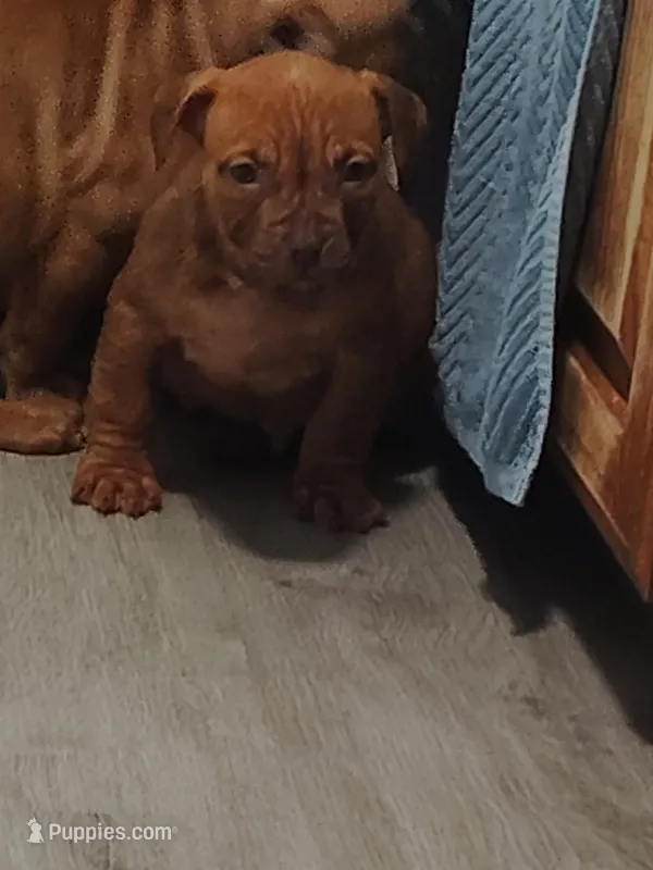 🛡️ Titus Maximus ⚔️