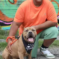 🛡️ Redman Maxim ⚔️, a male American Bully and American Pit Bull Terrier for sale in Ovilla, TX – Photo 7 of 7