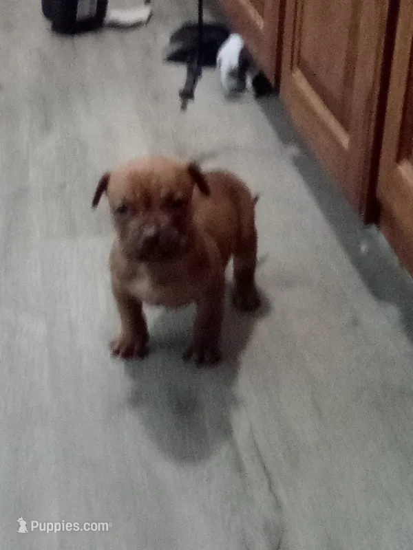 🛡️ Titus Maximus ⚔️