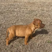 🛡️ Redman Maxim ⚔️, a male American Bully and American Pit Bull Terrier for sale in Ovilla, TX – Photo 2 of 7