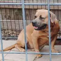 🛡️ Redman Maxim ⚔️, a male American Bully and American Pit Bull Terrier for sale in Ovilla, TX – Photo 4 of 7