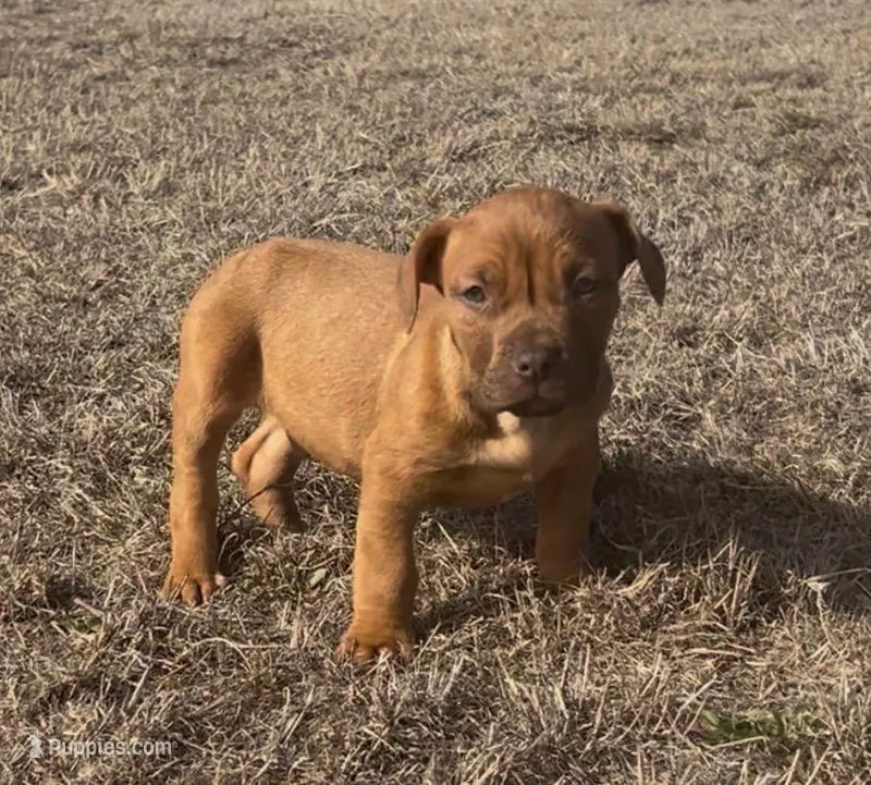 🛡️ Titus Maximus ⚔️