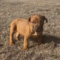 🛡️ Redman Maxim ⚔️, a male American Bully and American Pit Bull Terrier for sale in Ovilla, TX – Photo 1 of 7