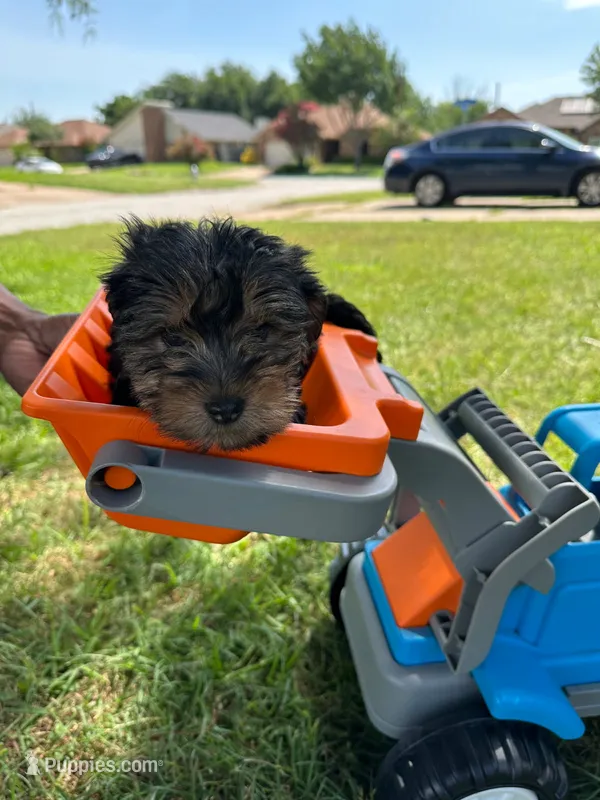🐾 Todo 🏵️ – Yorkshire Terrier puppy for sale in Ovilla, TX