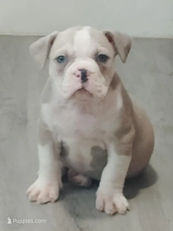 🏺Cleopatra 🕋 – American Bully puppy for sale in Ovilla, TX