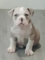 🏺Cleopatra 🕋, a female American Bully for sale in Ovilla, TX – Photo 1 of 3