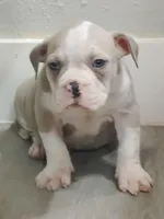 🏺Cleopatra 🕋, a female American Bully for sale in Ovilla, TX – Photo 2 of 3