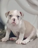 🏺Cleopatra 🕋, a female American Bully for sale in Ovilla, TX – Photo 3 of 3