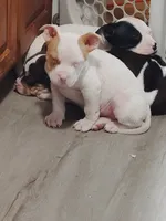 processed/e593dd21-ca74-4fd8-bd51-daeba9453a6f/listing/18a92a8d-3885-4625-959e-295e336bc5e6/069bddc8-611e-4ee7-b514-38be005cb372