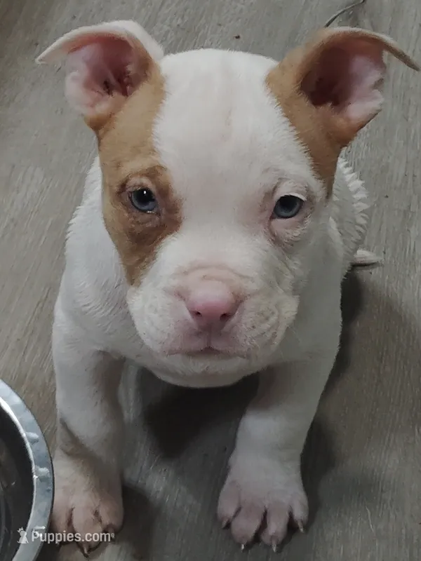 🐰🍒 Trixie 🍇🫐