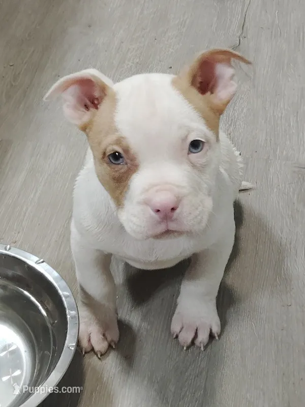 🍒🍇🫐 Trixie 🐾