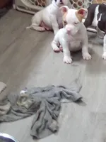 processed/e593dd21-ca74-4fd8-bd51-daeba9453a6f/listing/18a92a8d-3885-4625-959e-295e336bc5e6/b4638e31-e966-4c5f-8666-95a84be6a80b