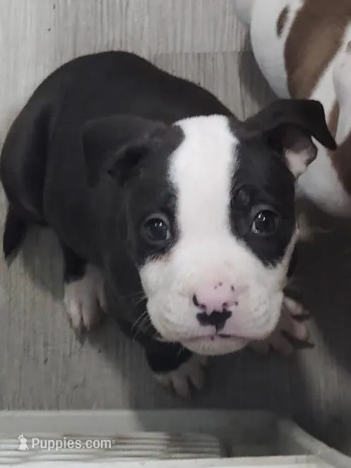 ⛽ Vin Diesel 🐾 – American Bully, American Pit Bull Terrier puppy for sale in Ovilla, TX