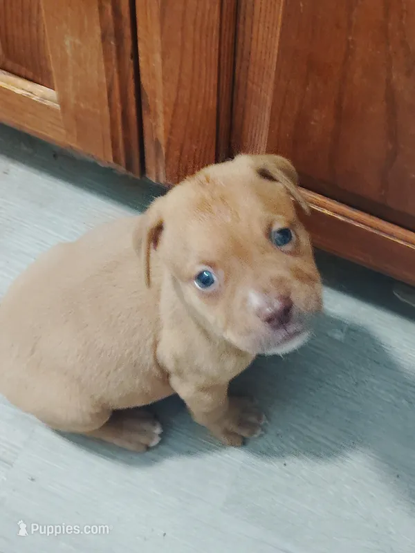 🐾 Bruno Marz 🌌 – American Pit Bull Terrier puppy for sale in Ovilla, TX