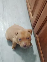 🐾 Bruno Marz 🌌, a male American Pit Bull Terrier for sale in Ovilla, TX – Photo 3 of 3