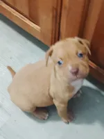 🐾 Bruno Marz 🌌, a male American Pit Bull Terrier for sale in Ovilla, TX – Photo 2 of 3