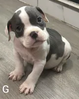 🍑 Peaches 🐶, a female American Bulldog and American Bully for sale in Ovilla, TX – 2 of 2