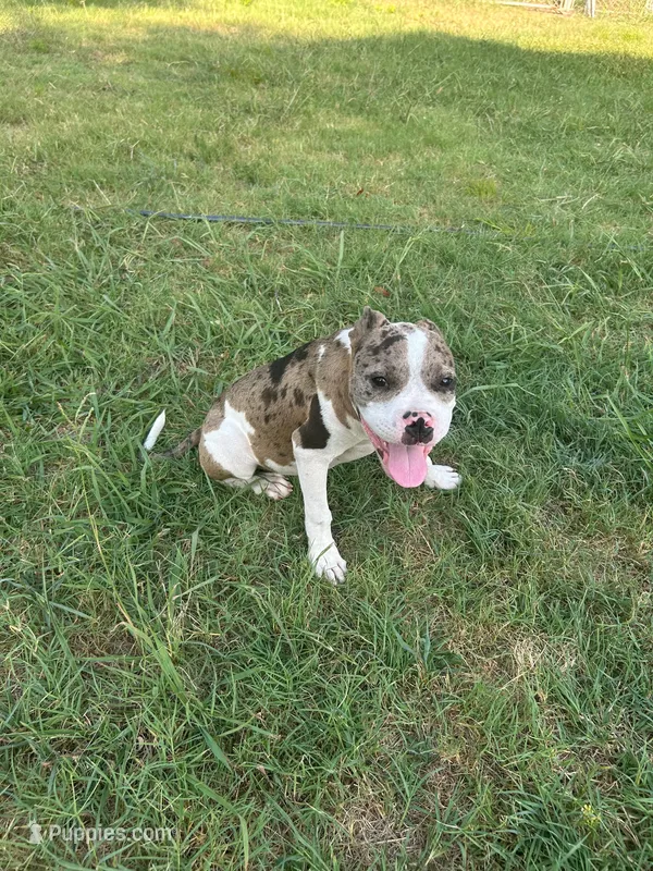 🎬 Mr. Marvel 🐾 – American Bulldog, American Bully puppy for sale in Ovilla, TX