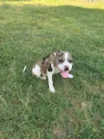 🎬 Mr. Marvel 🐾, a male American Bulldog and American Bully for sale in Ovilla, TX – 1 of 2