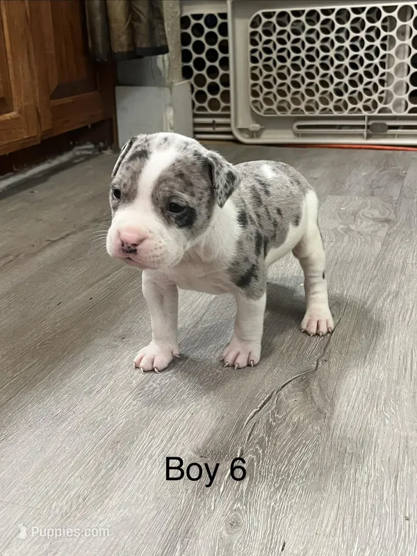🍀 Lucky 🐕 – American Bully puppy for sale in Ovilla, TX