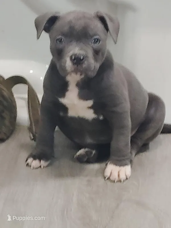 💎 Diamond 🐾 – American Bully puppy for sale in Ovilla, TX