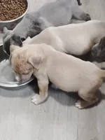🧲 Gucci Man💪, a male American Bully and American Pit Bull Terrier for sale in Ovilla, TX – 2 of 2