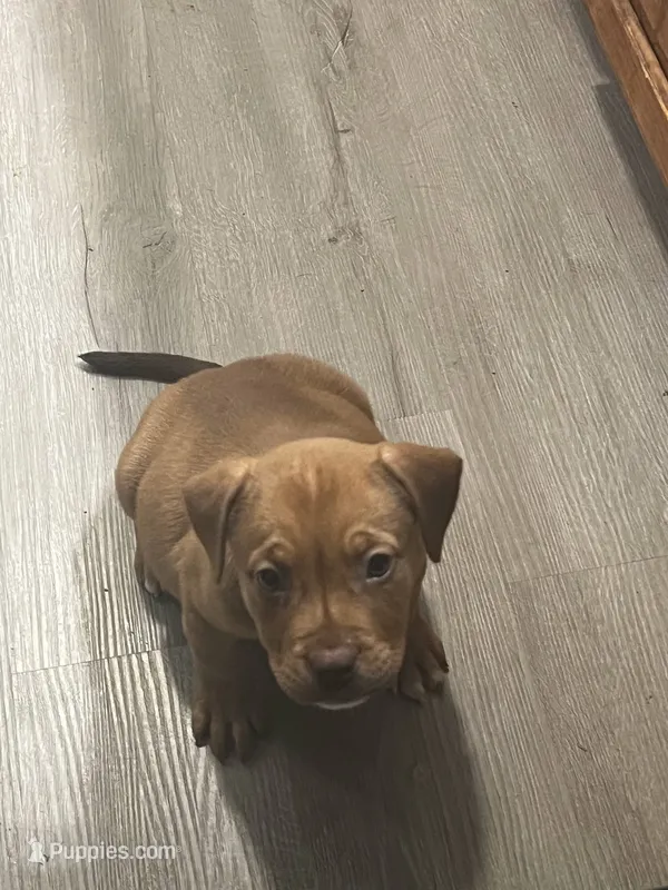 🧁 Cupcake 🐶 – American Bully, American Pit Bull Terrier puppy for sale in Ovilla, TX