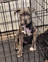 🛡️ Titus ⚔️, a male American Pit Bull Terrier for sale in Ovilla, TX – 1 of 1