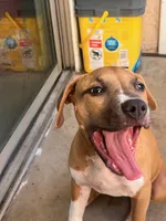 🐶 Hartly ❤️, a female American Pit Bull Terrier for sale in Ovilla, TX – 5 of 5