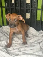🐶 Ms. Firecracker 🧨, a female American Pit Bull Terrier for sale in Ovilla, TX – 1 of 1
