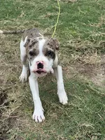 🌐 Atlas 🐾, a male American Bulldog and American Bully for sale in Ovilla, TX – 1 of 3