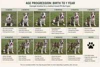 🎬 Mr. Marvel 🐾, a male American Bulldog and American Bully for sale in Ovilla, TX – 3 of 3