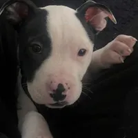 🐾 Aspen 🏔️, a male American Bully and American Pit Bull Terrier for sale in Ovilla, TX – Photo 1 of 5