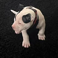 🐾 Aspen 🏔️, a male American Bully and American Pit Bull Terrier for sale in Ovilla, TX – Photo 5 of 5